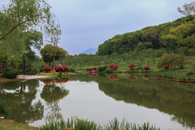 梅园 春天 绿地 