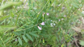 四籽野豌豆花果图