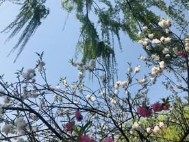 杭州西湖的垂柳