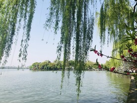 杭州西湖的垂柳