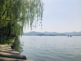 杭州西湖的垂柳