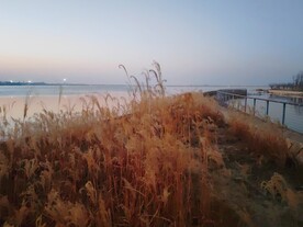 湖边芒草风光