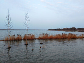 湖边枯黄的芦苇丛