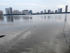 湖面黑水鸡飞过