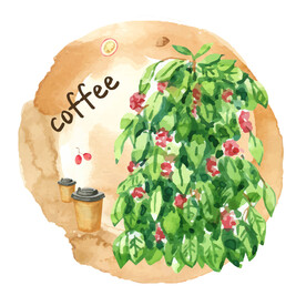 咖啡种植插画