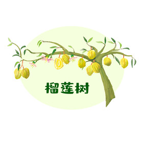 榴莲素材