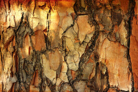 木板木材木纹背景