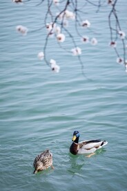 春江水暖鸭先知