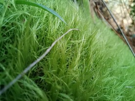 苔藓