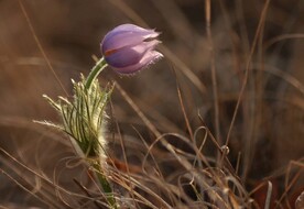 孤芳自赏的花儿