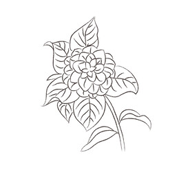 茶花黑白线稿  