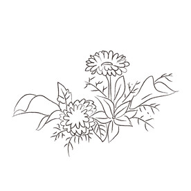 花卉黑白线稿   