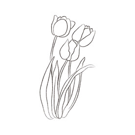 郁金香黑白线稿 