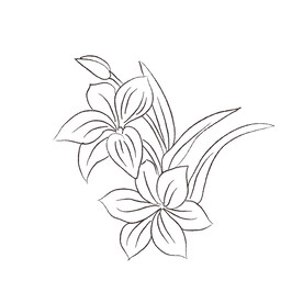 花卉黑白线稿  