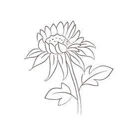 花卉黑白线稿   
