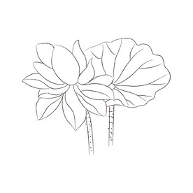 荷叶黑白线稿  