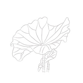 荷叶黑白线稿 