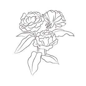 花卉黑白线稿   花卉线稿  