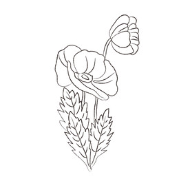 虞美人黑白线稿 