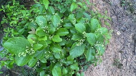 森林里的小植物