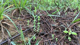 森林里的小植物