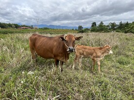 母子牛