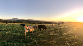草原上奶牛在吃草