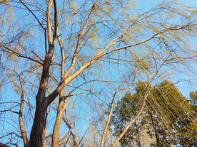 春风柳树