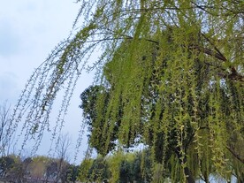 春天柳树新叶
