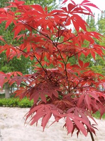 红枫