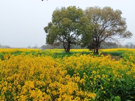 油菜花风景