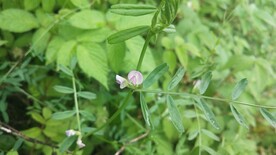 大巢菜野外图片