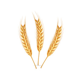 麦子 小麦  金色麦穗