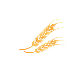  金色麦穗插画  