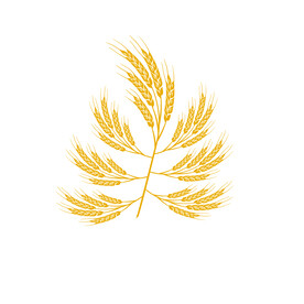  麦穗插画  