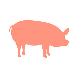 土猪 养殖猪 
