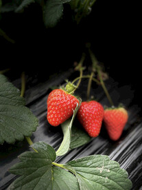 草莓摄影