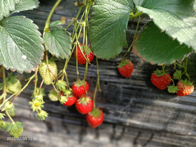 大棚草莓