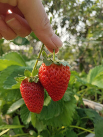 草莓特写细节摄影