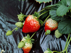 大棚草莓种植