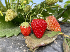 大棚草莓