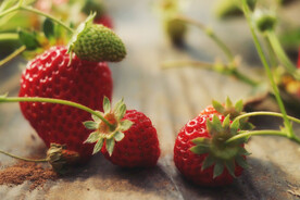大棚草莓