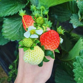 大棚草莓