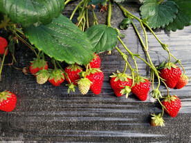 大棚草莓