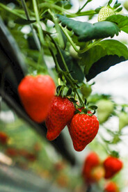 大棚草莓