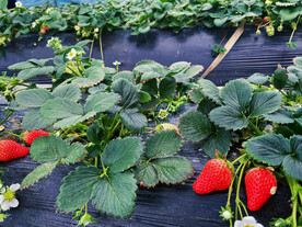 大棚草莓