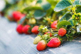 大棚草莓