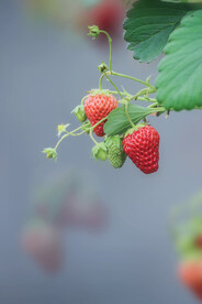 草莓静物细节摄影