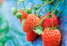 大棚草莓