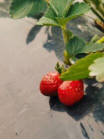草莓静物细节摄影
